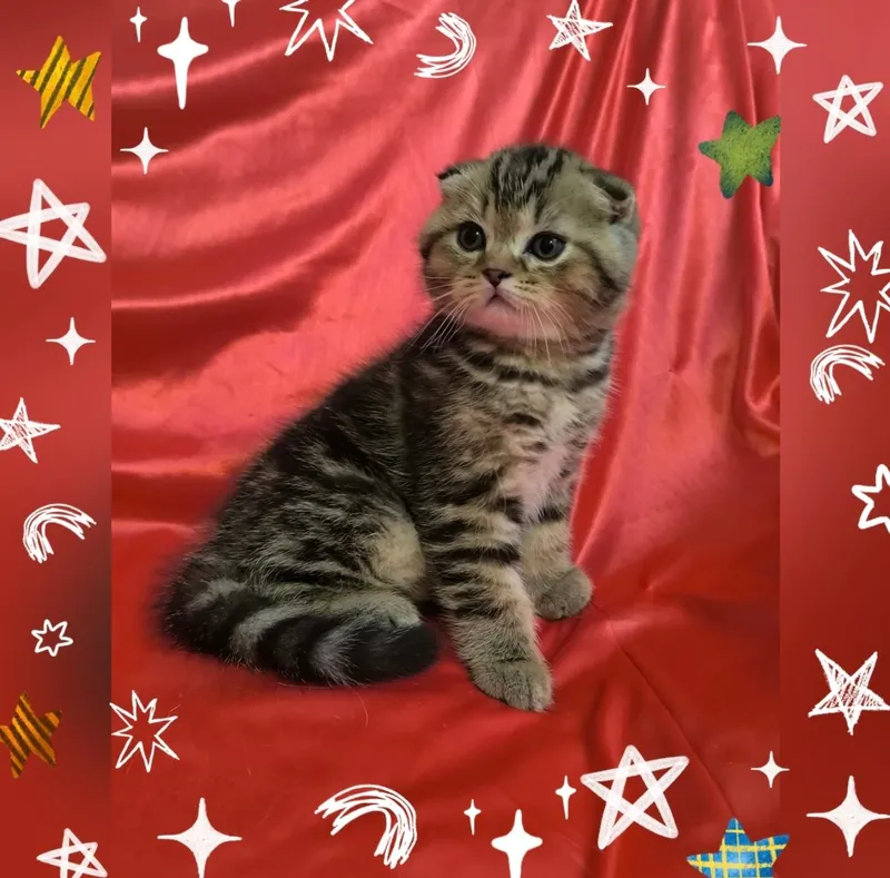 продам шотландского котенка — фото 3