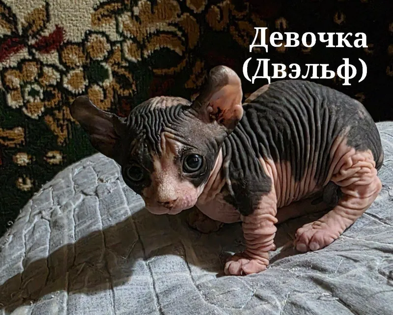 Котята Сфинксы ! — фото 2