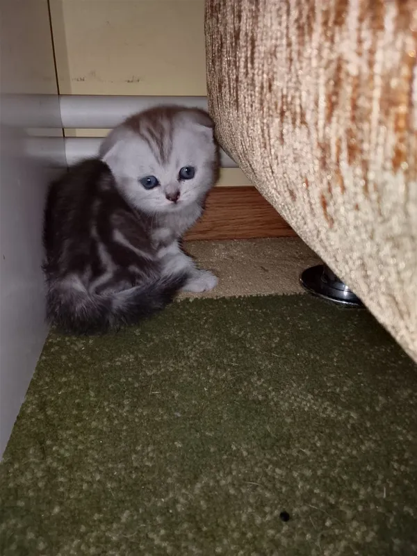 котята продаются 3
