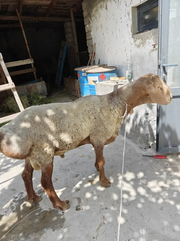 qurbonlikka qoʻchqor