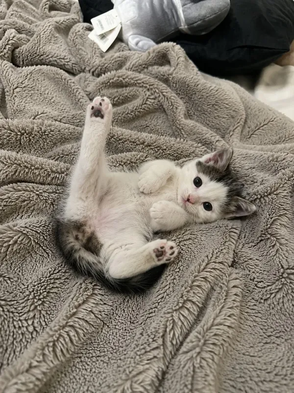 Отдаю котят в добрые руки 4 Отдаю котят в добрые руки 4