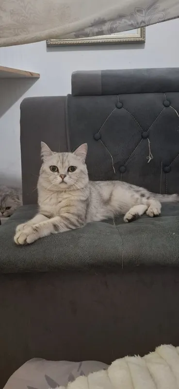 Вязка кота скотишь страйт — фото 1
