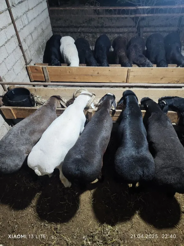 Qoy куй кой qochqorlar sotiladi 20 kg 60kg bor