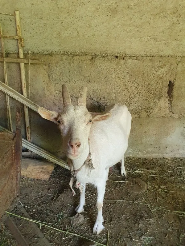 Echki sotiladi zenin sut beradi 1