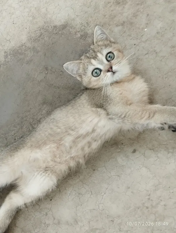 Har xil zotlimmushuklar va mushukchalar bor 3