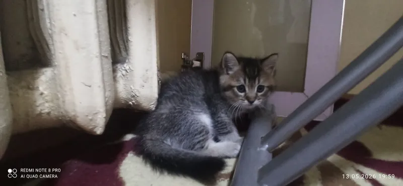 Котята 1.5 месяца. Приучены к лотку