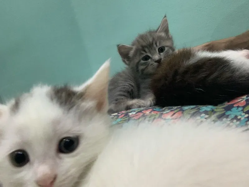 Котята в добрые руки — фото 5