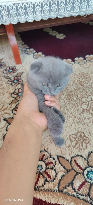 Scottish fold mushuk 6 Scottish fold mushuk 6