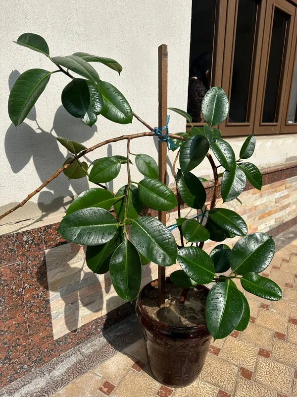 Gullar sotiladi 220 mindan keliwiladi — фото 1