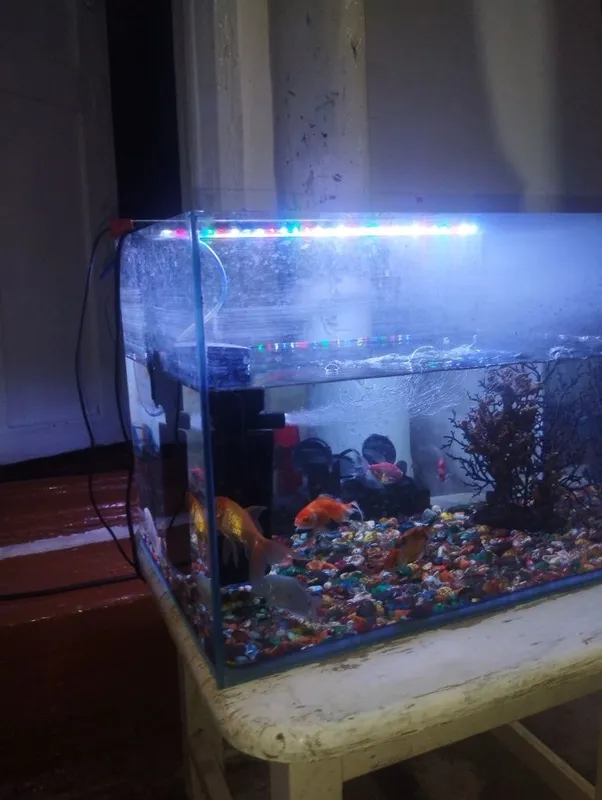 Akvarium baliqlari bilan
