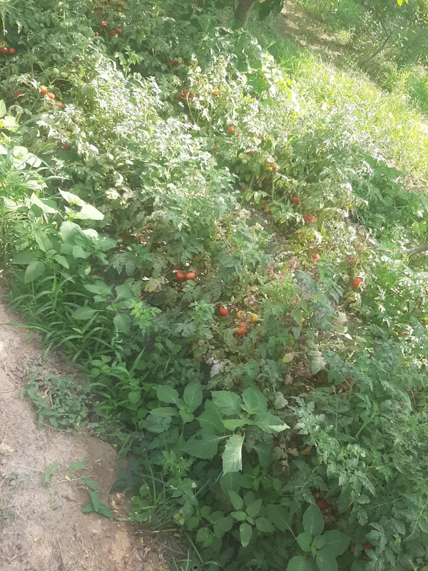 pomidor