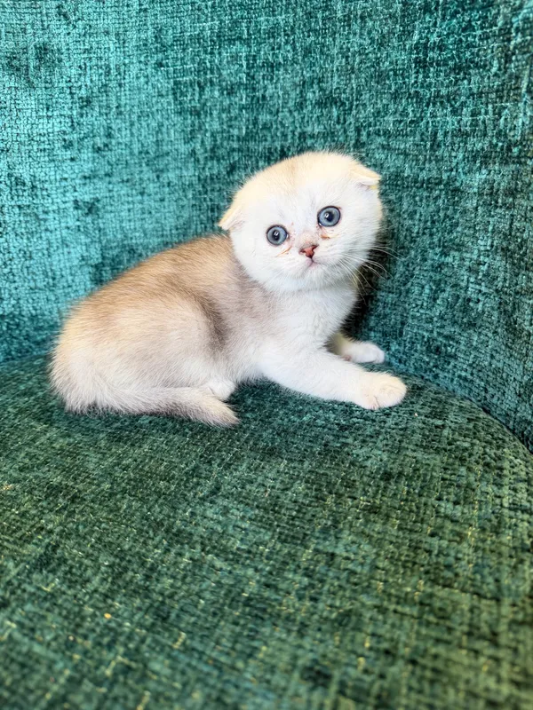 Котята шиншиллы — фото 3