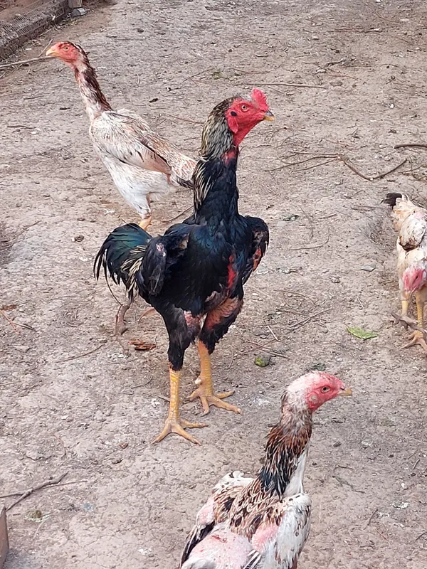 Boboqi xoroz tovuqlari bilan sotaman — фото 3