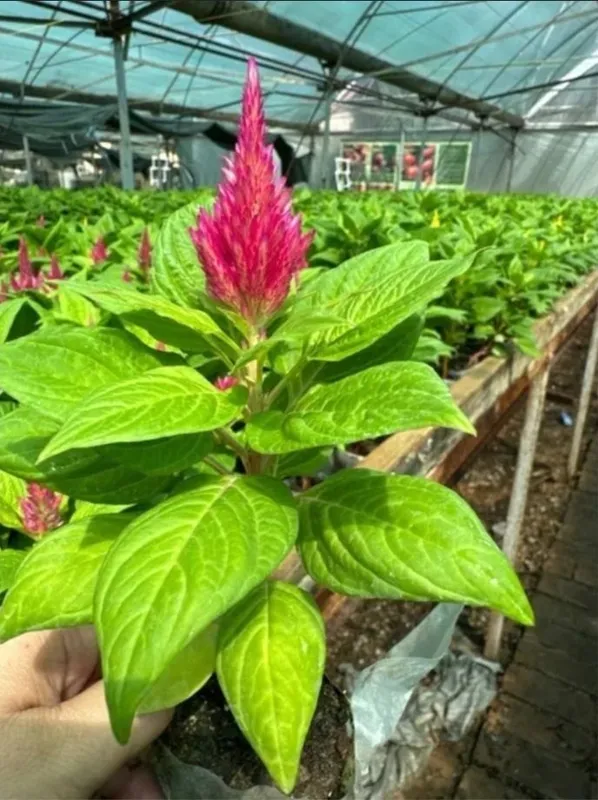 Gultojixoroz sotiladi