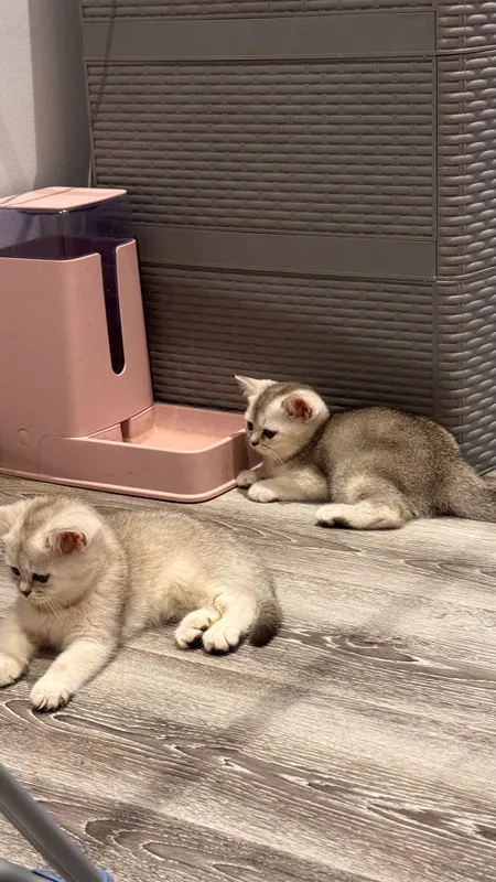 Kumush chinchilla rangli 2 oylik mushukchalar 1