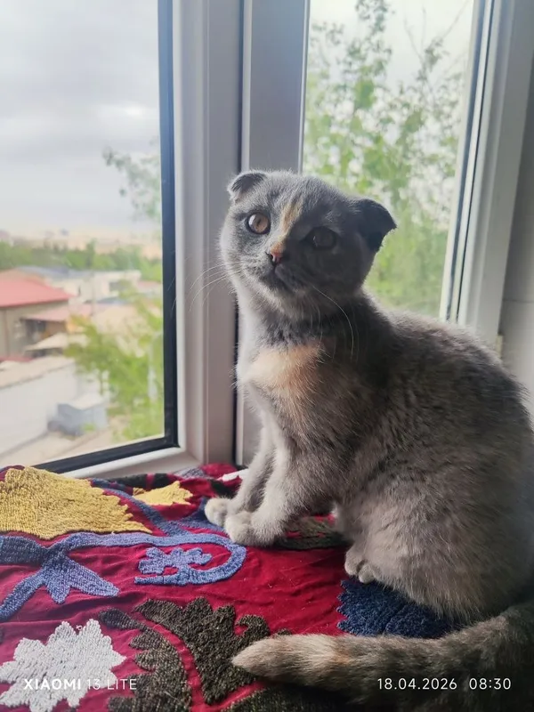Продаётся котёнок - скотиш фолд — фото 1