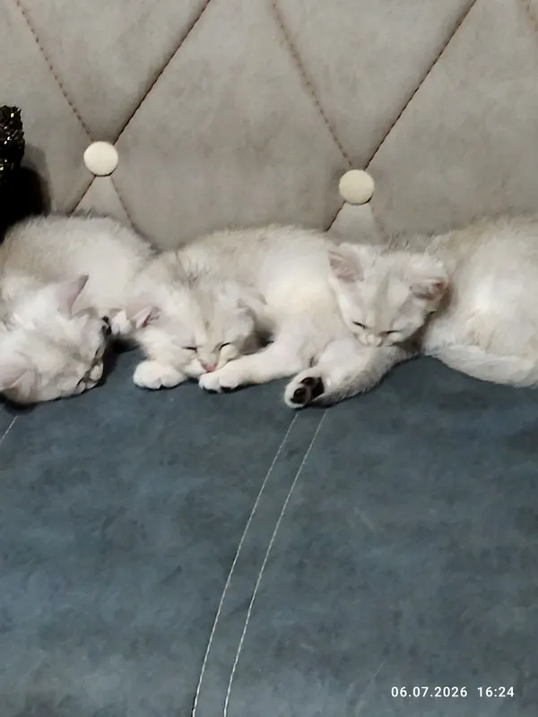 Ajoyib mushukchalar sotiladi, kumush chinchilla 4