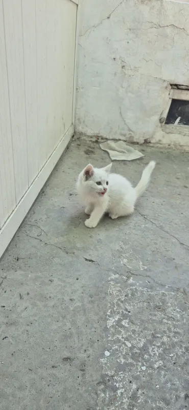 Продаётся котёнок породистый умный чистый 2 Продаётся котёнок породистый умный чистый 2