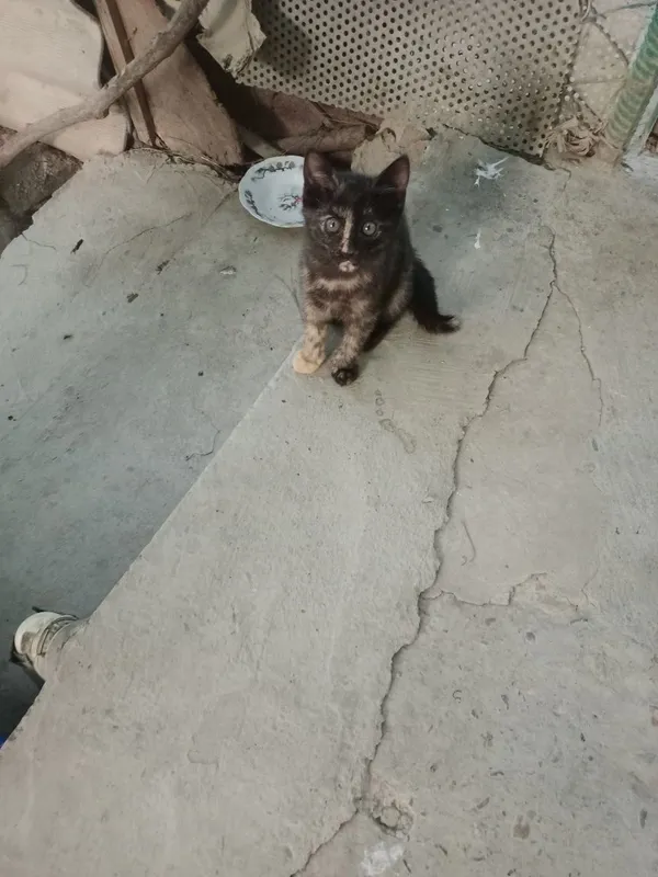 Котята,разные,2мес.мальчики и девочки 6 Котята,разные,2мес.мальчики и девочки 6