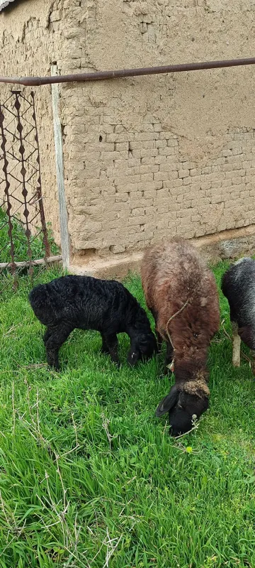 Ona bola qoyla va 1 ta arashan qoʻchqor sotiladi — фото 3
