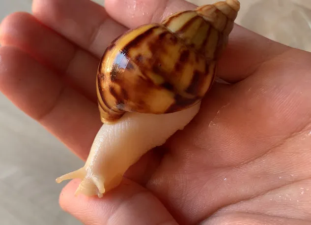 Ulitka Ahatina 🐌🇺🇿
