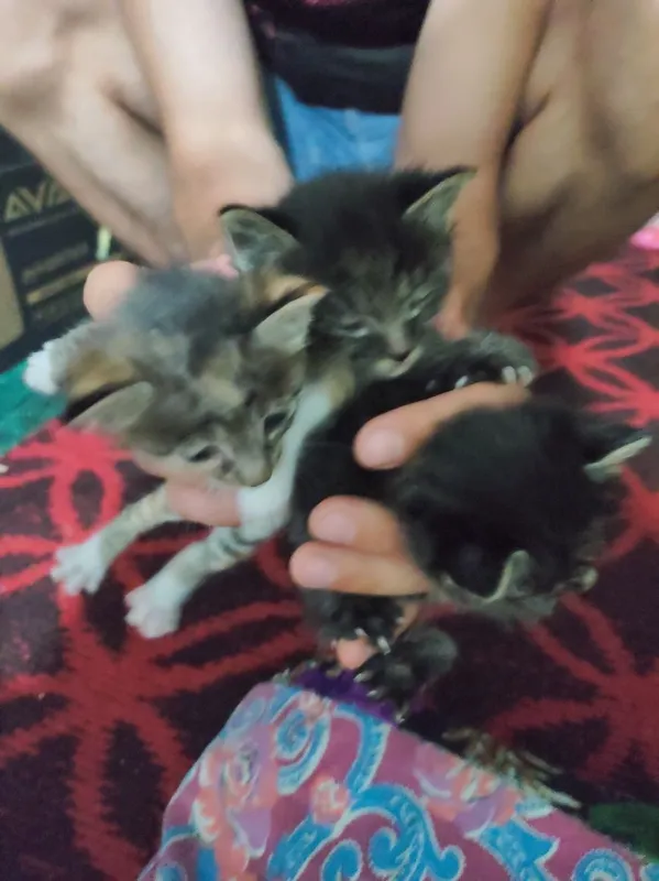 Котята в добрые руки — фото 3