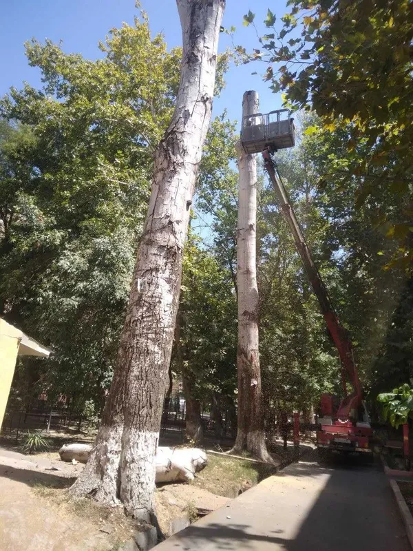 Ҳар қандай мураккабликдаги дарахтларни профессионал кесиш 7 Ҳар қандай мураккабликдаги дарахтларни профессионал кесиш 7