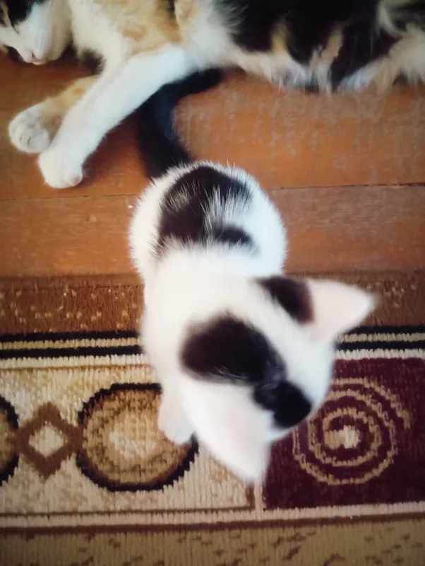Котёнок 1 Котёнок 1
