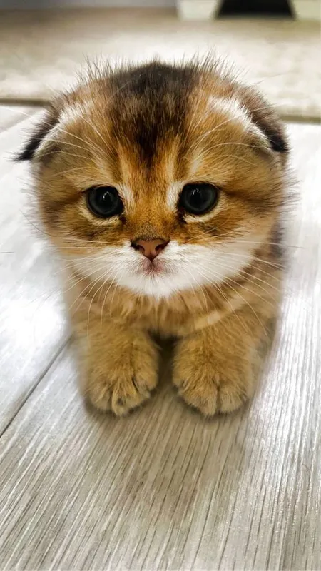 Scottish Fold и Scottish Straight Golden 1 Scottish Fold и Scottish Straight Golden 1