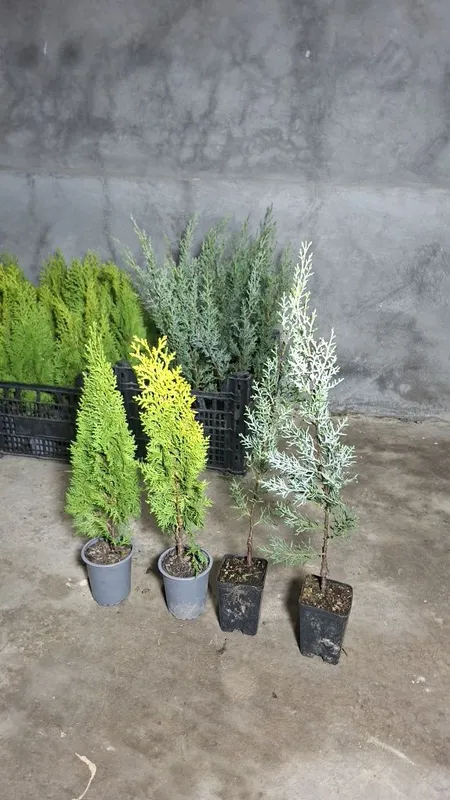 Tuya Туя восточная 'Aurea Nana Италия Кипарис