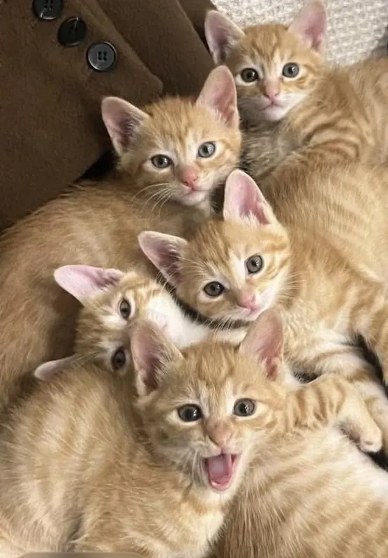Отдадим 6 рыжих котят в заботливые и ответственные руки 1 Отдадим 6 рыжих котят в заботливые и ответственные руки 1