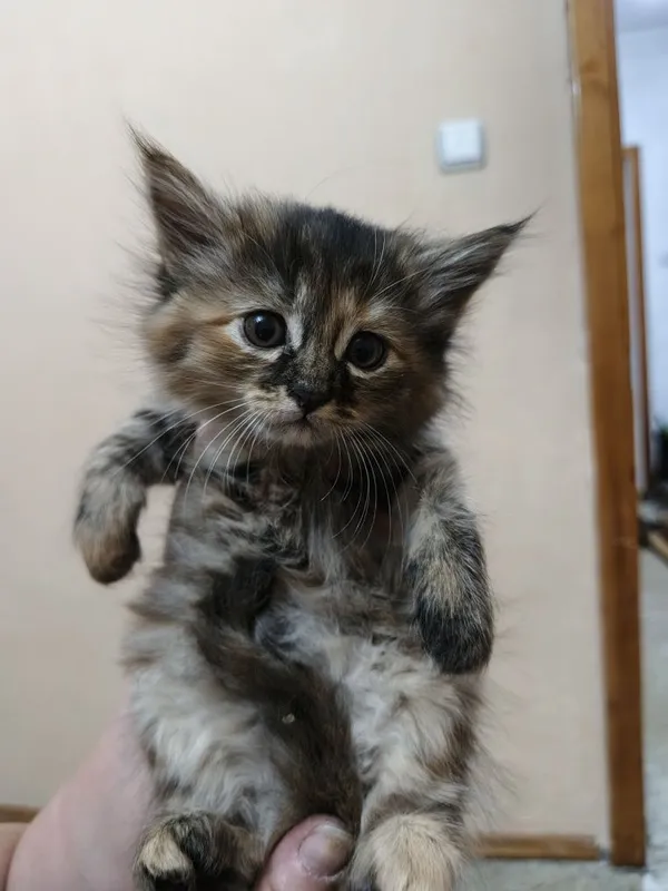 Котята домашние пушистые 2 месяца