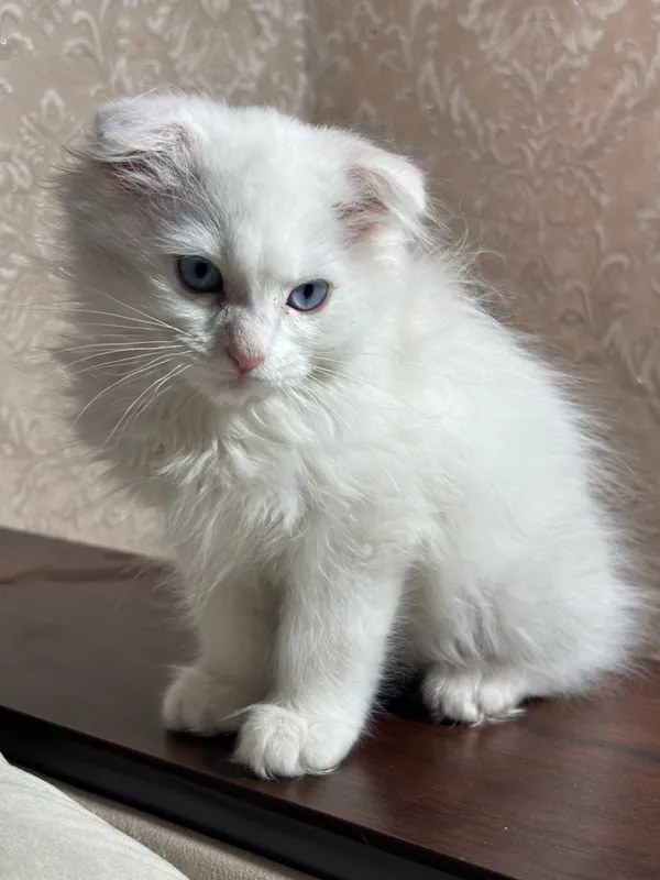 Вислоухий котенок — фото 1
