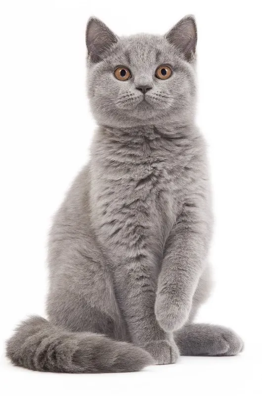 British Shorthair — фото 1