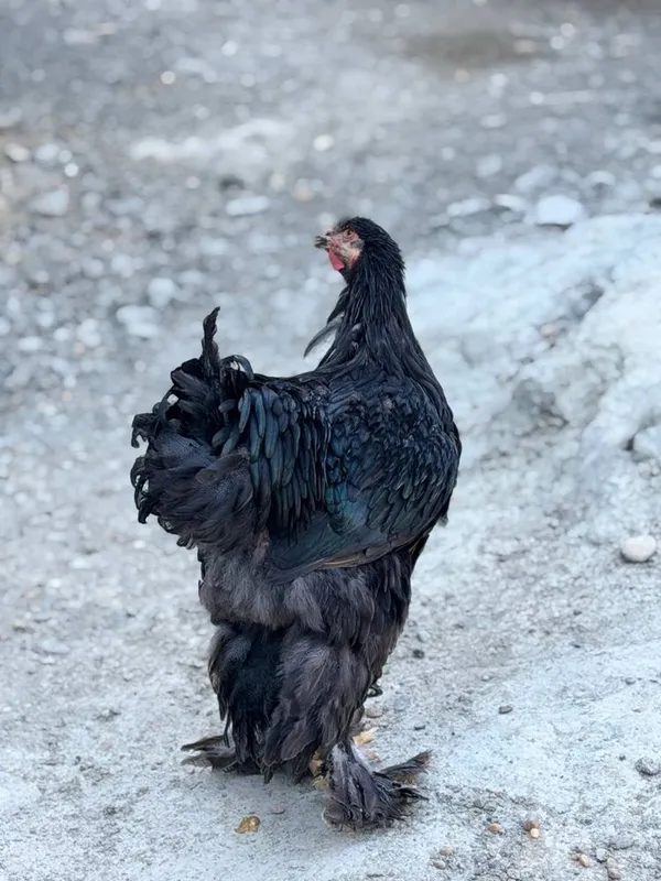 Sof zotli Brahma tovuqlari 5 Sof zotli Brahma tovuqlari 5