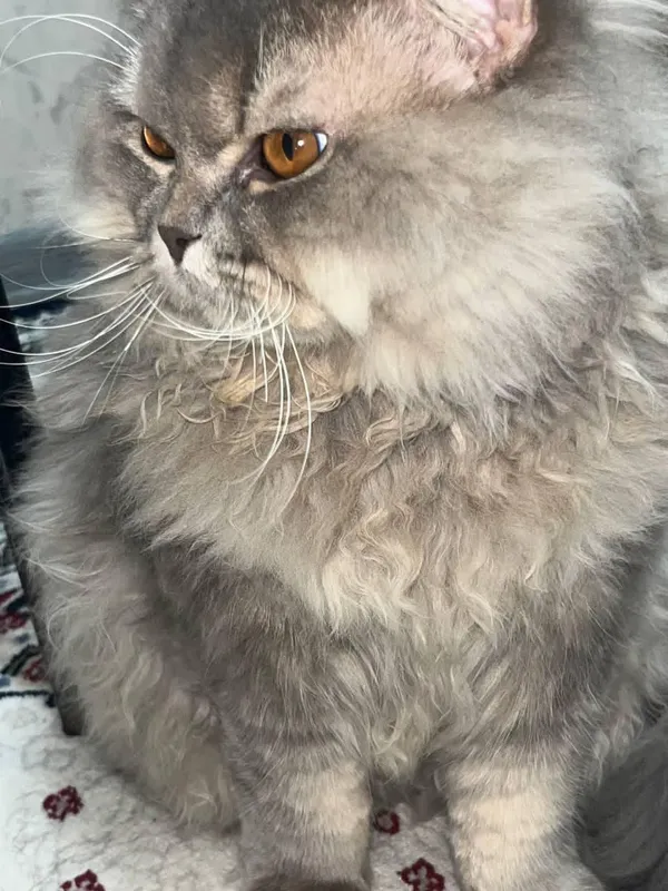 мушук сотилади срочно — фото 1