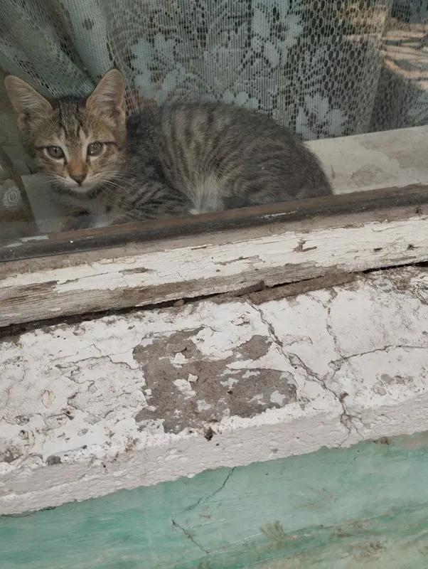 Продаются котята ,в ответственные руки. — фото 1