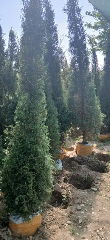 Ko'chatlarimiz bor Toshkent rohat posti oldida — фото 1