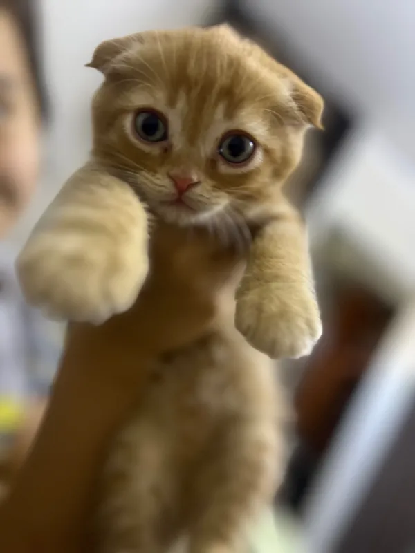 Рыжий вислоухий котенок
