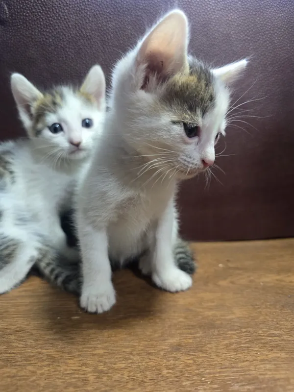 Bengal mushuk bolasi 1 Bengal mushuk bolasi 1