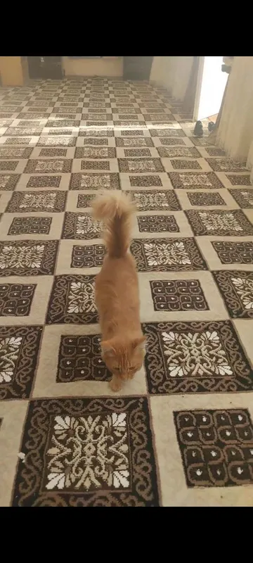Mushuk bolalari sotiladi 2 Mushuk bolalari sotiladi 2