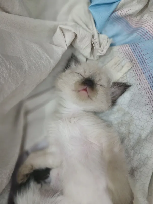 Продается котёнок Сиамской породы — фото 1