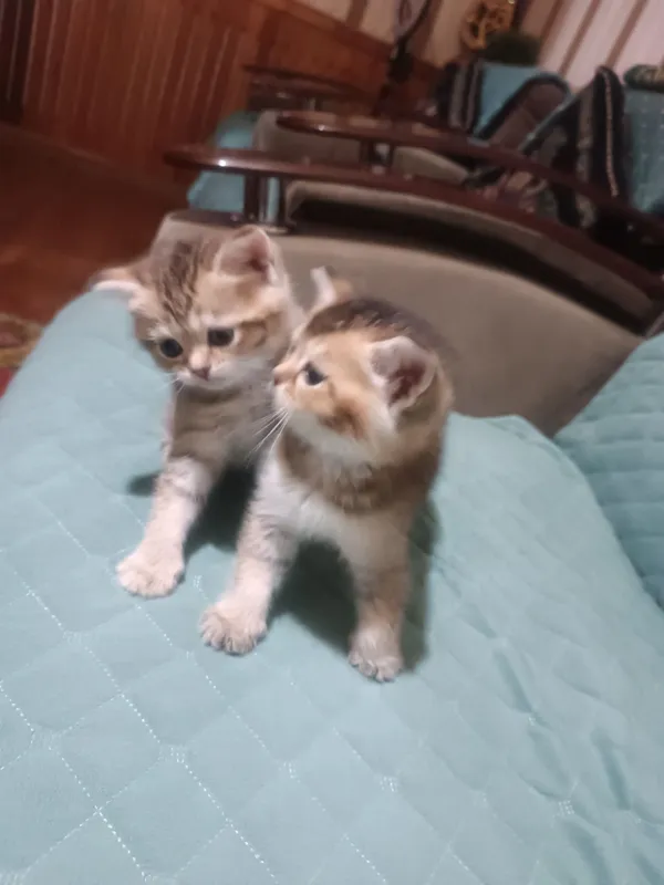 Котята скотишстрайт, залотой шиншила