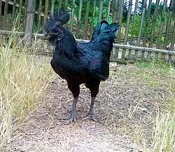 Аям семани ху́розлари сотилади кичкиришни бошлади ёки макёнига алмашти