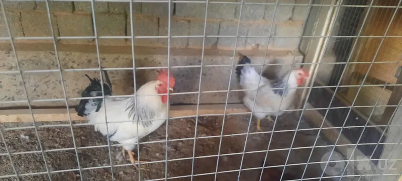 Продаются адлерские куры 1 Продаются адлерские куры 1