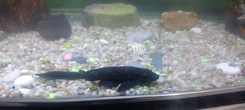 Аквариум 500л с рыбками — фото 5