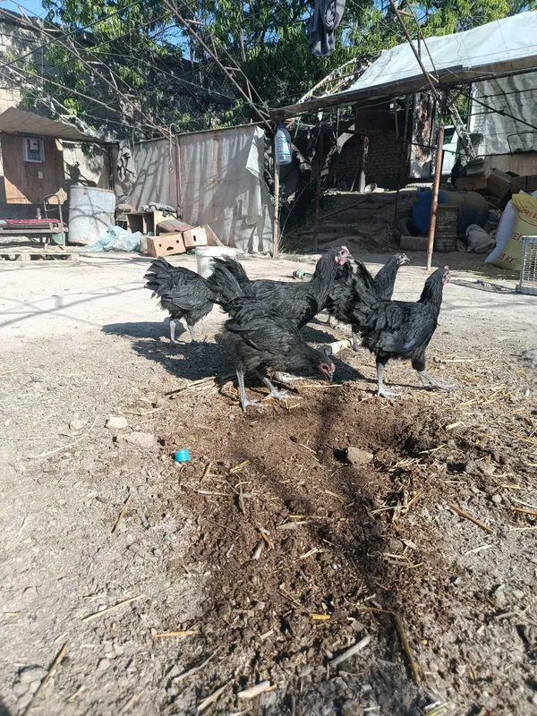 Avstrolop ruminiya jojalari sotiladi kelshtrb bervorilad 1