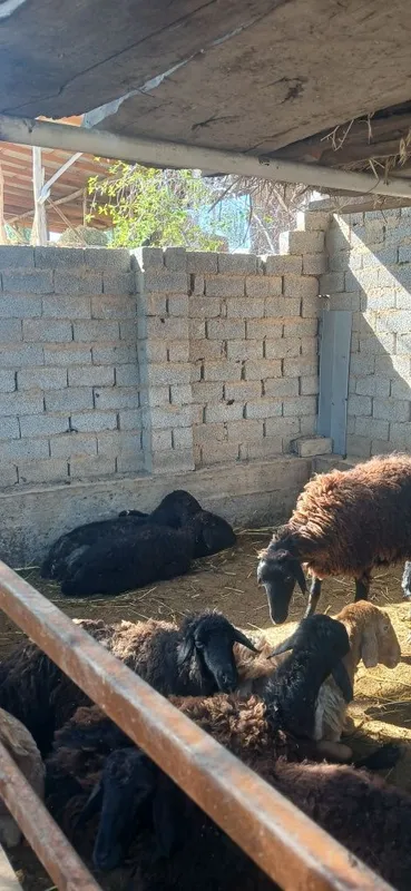 Qoyla sotiladi harxilidan bor dexqonchlik — фото 1