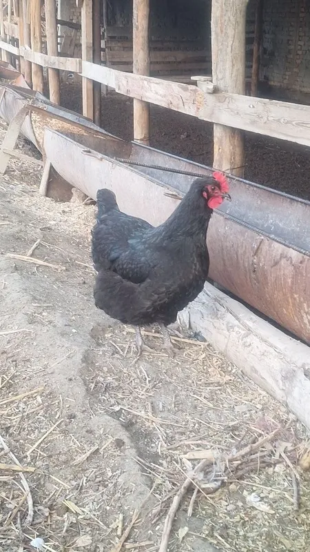 Jersi gigant Qora, shagʻzoda, tuxumlari