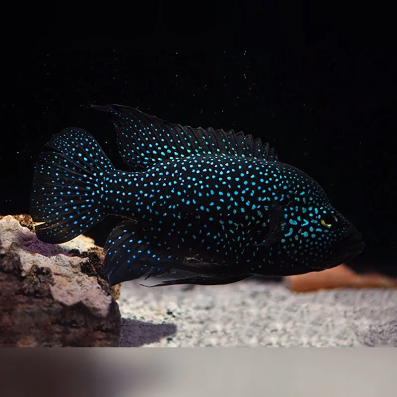 Akvarium Baliqlari Polleni Akvarium Baliqlari Polleni